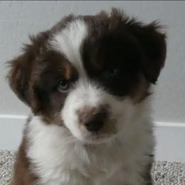 Chedder - Red tri-color male Miniature American Shepherd puppy in Santa Rosa, California from BennettValleyAussies
