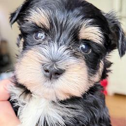 Noir Black Tri Black Tan White boy ESA limes Free 1 month Insurance - Black male Miniature Schnauzer puppy in Temple, Texas from Schnauzers Of Taylor