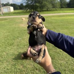 NOLA - Black and cream female Dachshund puppy in Sumner, Texas from CBL Doxies