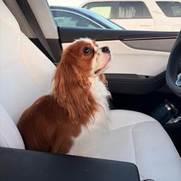 Finn - Cavalier King Charles Spaniel
