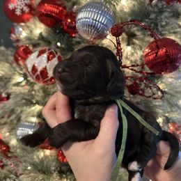 Charles - Chocolate male Goldendoodle puppy in Prosperity, Pennsylvania from Stelladoodles & Company