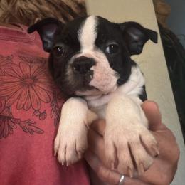 Sully - Black and white male Boston Terrier puppy in Tenmile, Oregon from High Plains French Bulldogs,Boston Terriers and Frenchtons.