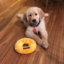 Goldendoodle, Golden Retriever, and Sheepadoodle Puppies from Guppy Puppies