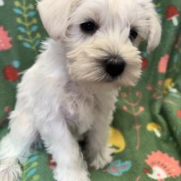 Angel - White female Miniature Schnauzer puppy in Boaz, Alabama from Sweet Home Schnauzers