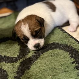 General - White and tan male Russell Terrier puppy in Oklahoma from Elite Russell Terriers
