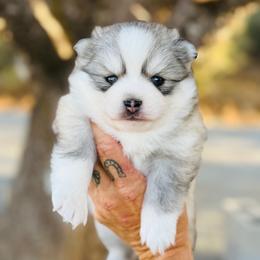 Cheerios - Silver and white female Pomsky puppy in Yavapai County, Arizona from Pawsh Pomskies