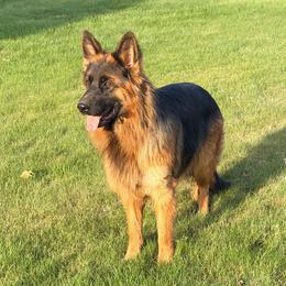 Jade - Black and red female German Shepherd puppy in Washington from Silver Knight Shepherds