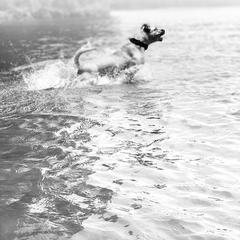 Perro de Presa Canario All Grown Up from Kings Court Kennel