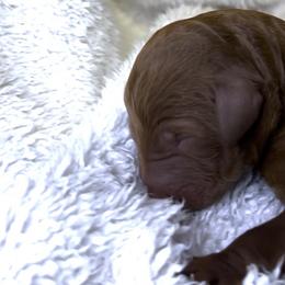 Prancer - Red female Bernedoodle puppy in Greenville, South Carolina from Halo BerneDo