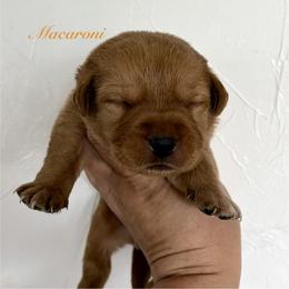 Macaroni - Yellow male Labrador Retriever puppy in Tomahawk, Wisconsin from Mahner Labs