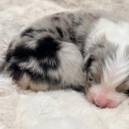 Murphey - Blue merle male Australian Shepherd puppy in Celina, Tennessee from CumberlandRidge Australian Shepherds