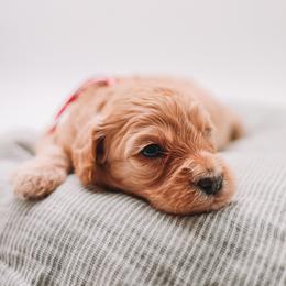 Pink Girl Cavapoo - Apricot female Cavapoo puppy in Mckinney, Texas from Doodles of North Tx