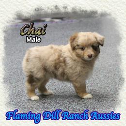 Chai - Red merle male Toy Australian Shepherd puppy in Forestburg, Texas from Flaming Dill Ranch Aussies