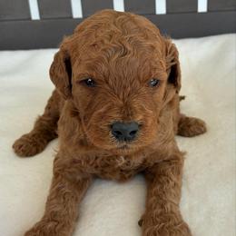 Stanley - Red  male Goldendoodle puppy in Auburn, Indiana from Martin’s Doodles
