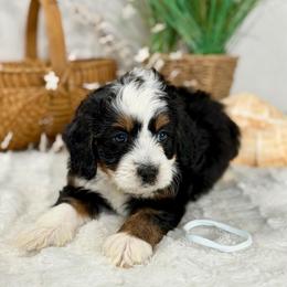White boy - Tri-color male Bernedoodle puppy in Waukesha, Wisconsin from Bernedoodle Boutique (and Cavapoos)