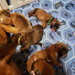 Boxer Puppies from SmashBox Kennel