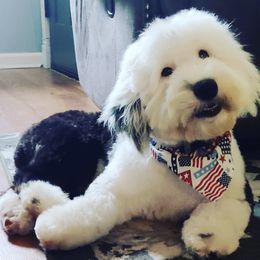 Poppy - Sheepadoodle