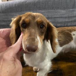 Oliver - Dachshund