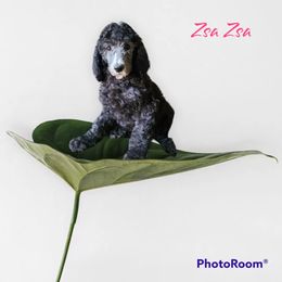 Poodle Puppies from Hickory Hills Poodles