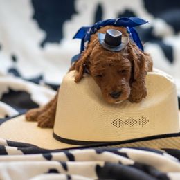 Goldendoodle Puppies from Griffin TX Doodles