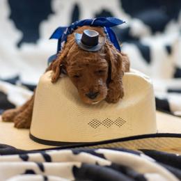 Goldendoodle Puppies from Griffin TX Doodles