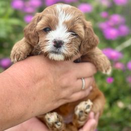 Frenchy - Red female Cavapoo puppy in Herriman, Utah from Shaggy Mountain Pups LLC