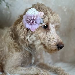 Star - Poodle
