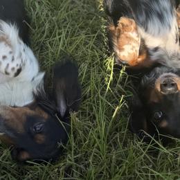 Dachshunds from CBR Mini Dachshunds