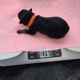 Orange girl - Black and mahogany female Rottweiler puppy in Lebanon, Oregon from SOUTH SANTIAM ROTTWEILERS