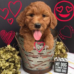 Cavapoo and Goldendoodle Puppies from Safari Doodles
