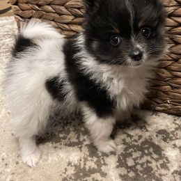 Pomeranian Puppies from Parti Time Pomeranians