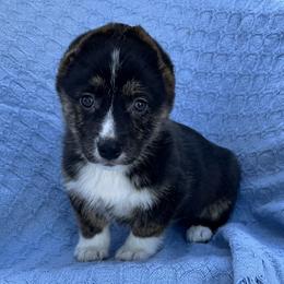 Abby - Black and tan female American Corgi puppy in Washington, Arkansas from Foxy Knoll Farm