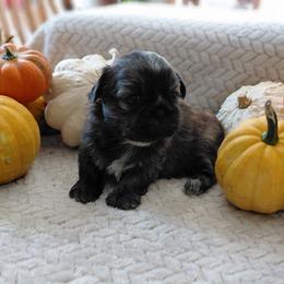 (We will call her the name of your choice) - Brindle female Shih Tzu puppy in Glenmont, Ohio from Reed Ranch Shih-tzus