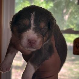 Glady - Red tri-color female Australian Shepherd puppy in Morrow, Ohio from OakHaven Acres Aussies