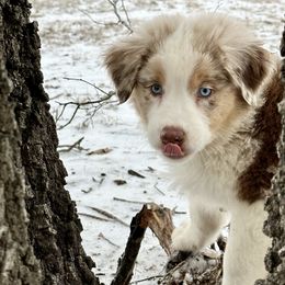 Australian Shepherd Puppies from Aussome Okie Aussies