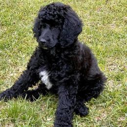 Labradoodles and Poodles from Painted Hollow Farms