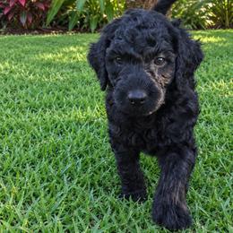 Ebony - Black male Poodle puppy in Kapaa, Hawaii from Kauai Poodles