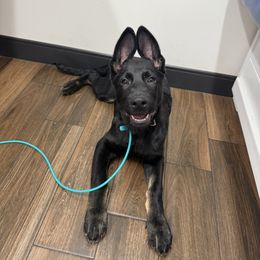 Maroon - Bi-color male German Shepherd puppy in Buckeue, Arizona from Légende Vivante Du Chief Kennel