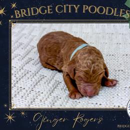 Ginger - Red  female Poodle puppy in Signal Mountain, Tennessee from Bridge City Poodles