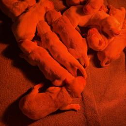 Girl 1 - Golden female Golden Retriever puppy in Amherst, Virginia from Knight's Golden Acres