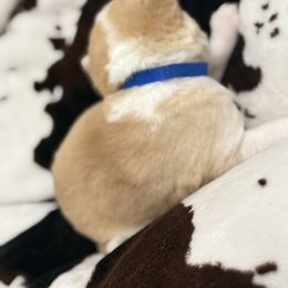 Blue - Sable and white male Siberian Husky puppy in Seaford, Delaware from Keira Ieleen Husky Kennel