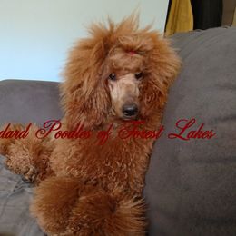 Penelope - Poodle