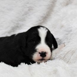 Bernedoodle and Goldendoodle Puppies from Paramount Family Doodles