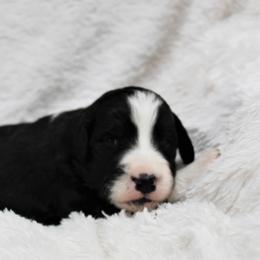 Bernedoodle and Goldendoodle Puppies from Paramount Family Doodles