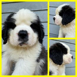 Pickles-Yellow - Mahogany and white female Saint Bernard puppy in Ladysmith, Wisconsin from Northwoods Saint Bernards