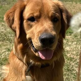 Goldendoodles and Golden Retrievers from The Farm at Saluda Ridge