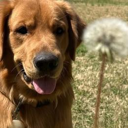 Goldendoodles and Golden Retrievers from The Farm at Saluda Ridge