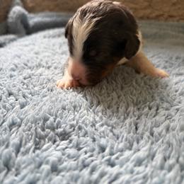 Jack - Blue merle male Bernedoodle puppy in Rochester, Massachusetts from Harmony Hill Doodles