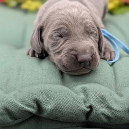 Chowder - Blue male Weimaraner puppy in Evart, Michigan from Drehbar Weimaraners