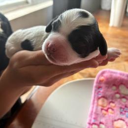 Toad - Black and white male Cockapoo puppy in Adrian, Oregon from ApplebyFarm